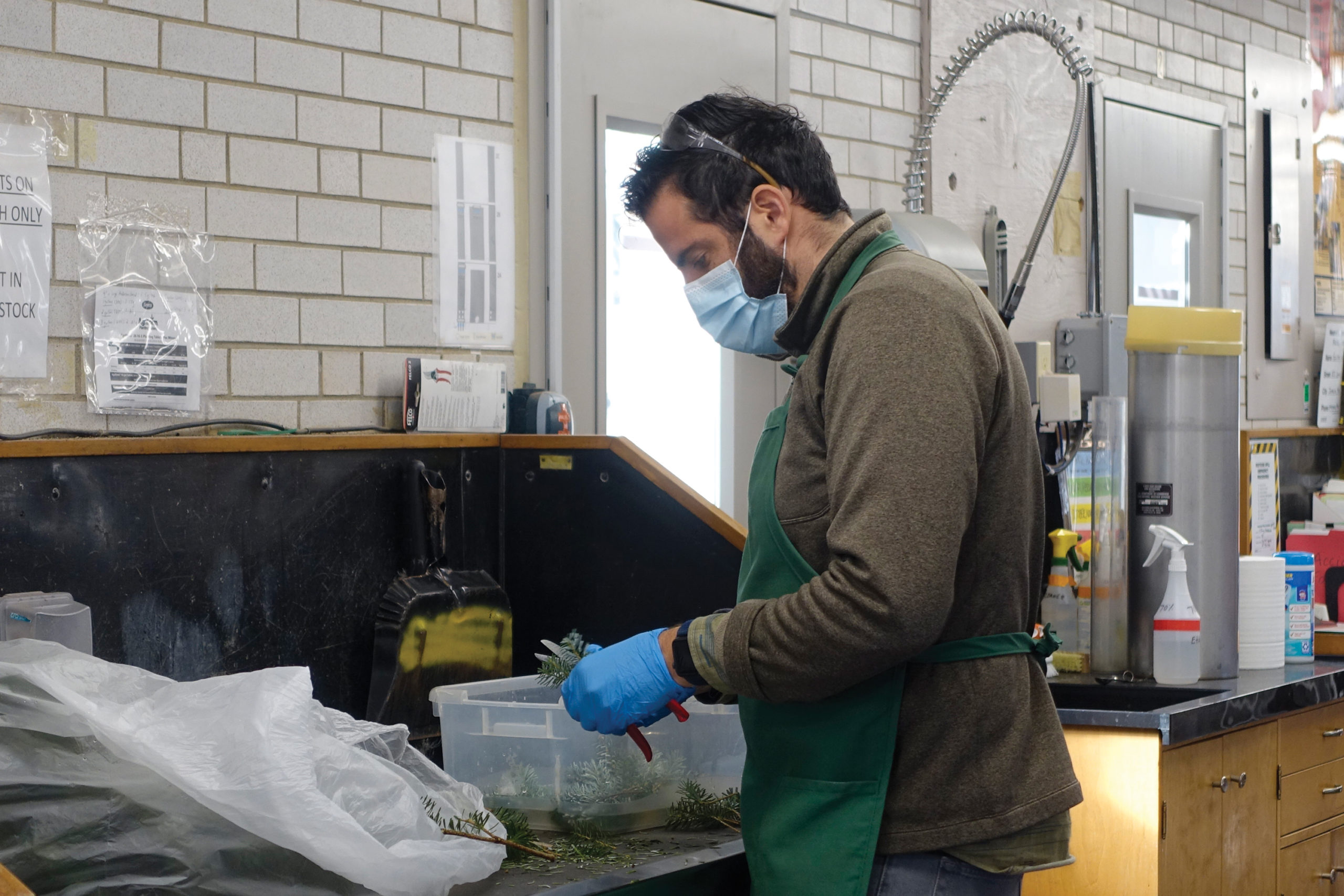 Photograph of masked horticulturist preparing grafts