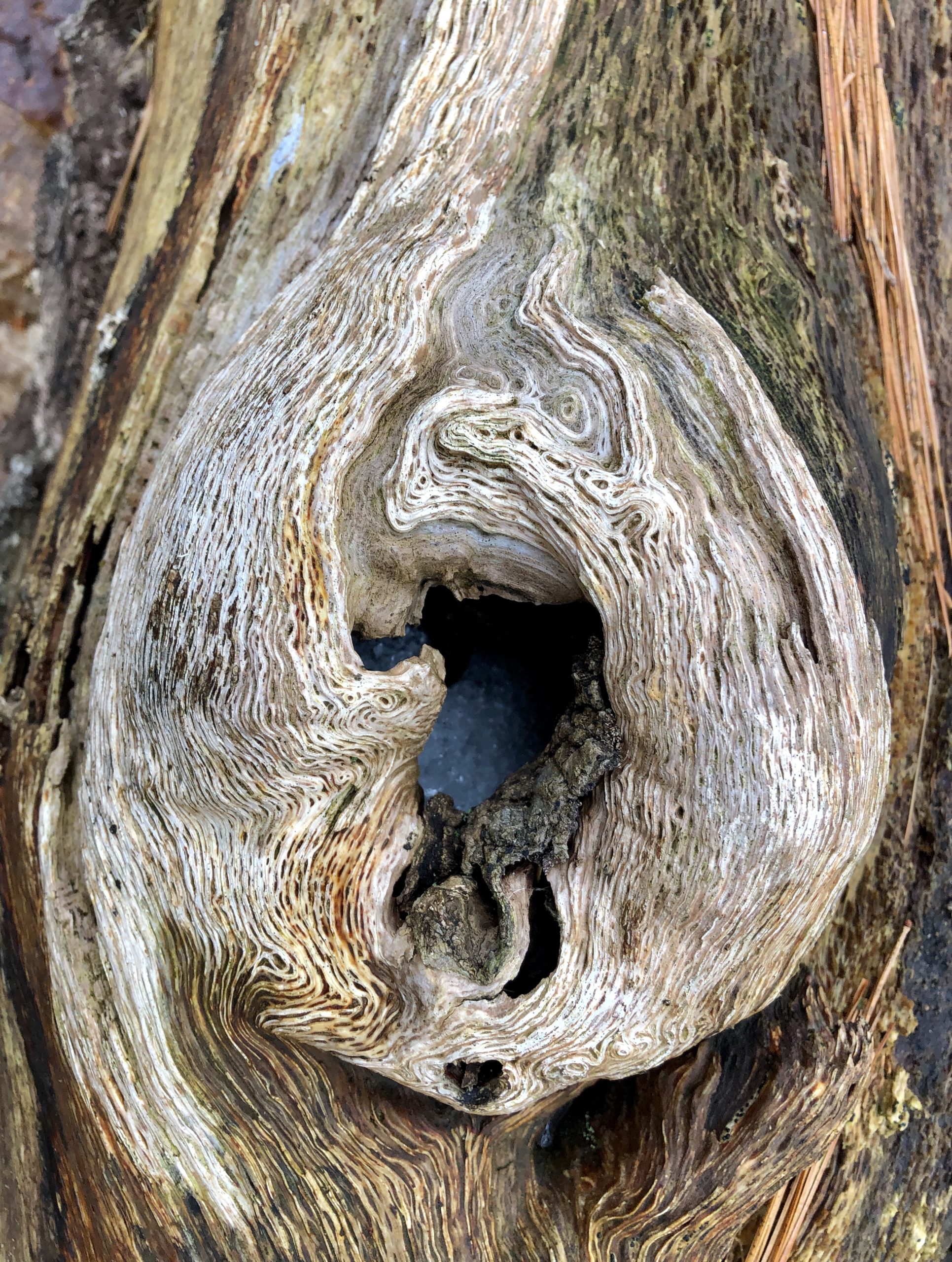 close up of tree with hole