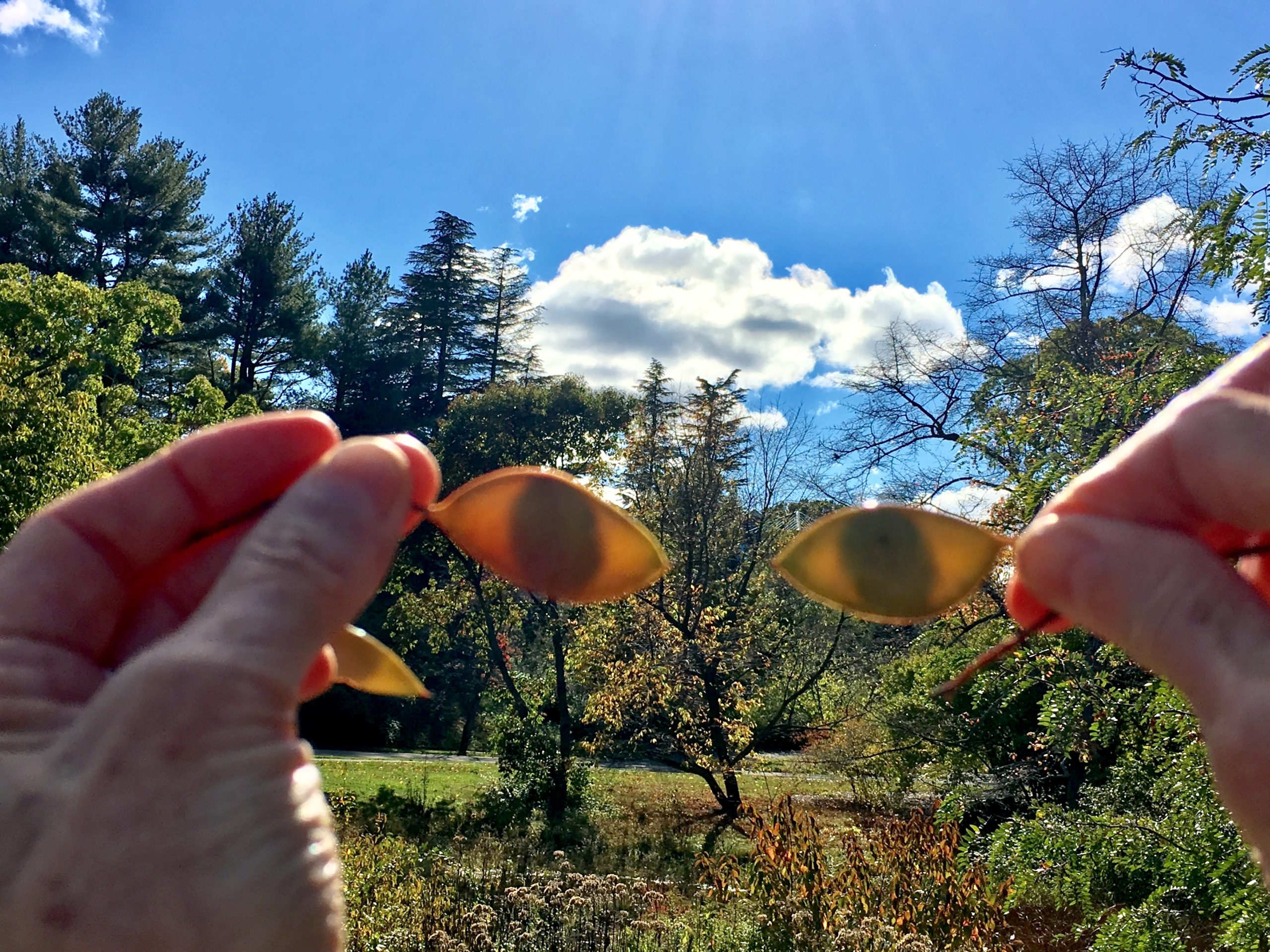 hands holding seed pods with landscape and sky in distance