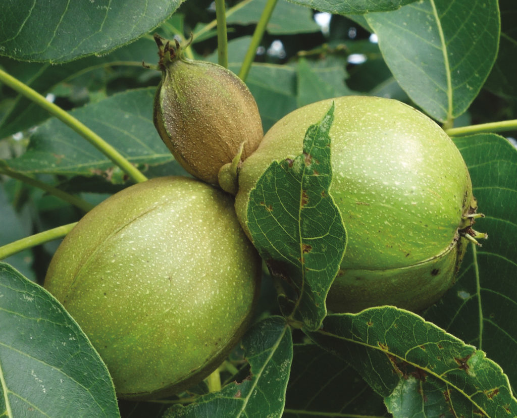 Three green hickory nuts growing together