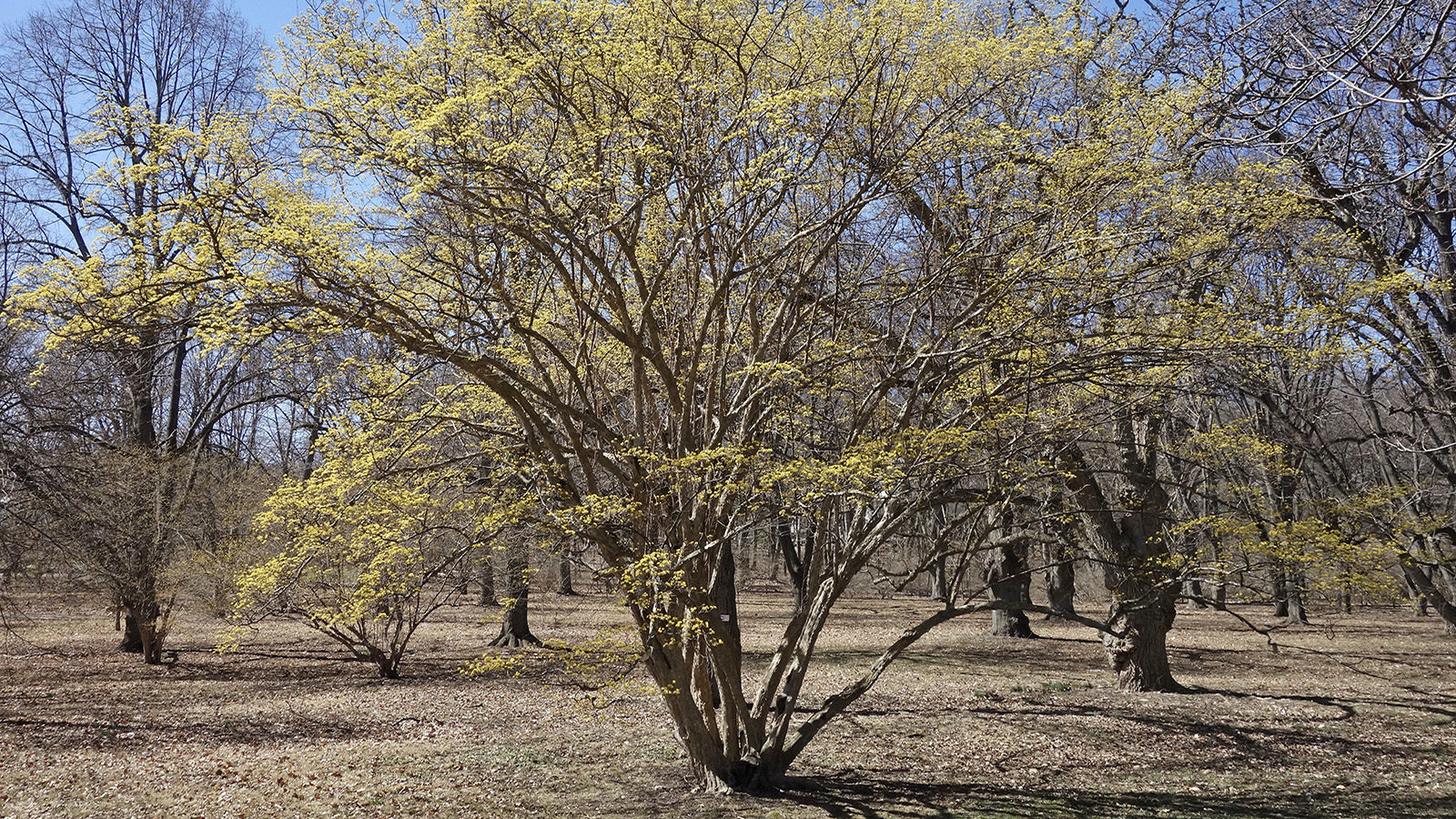Cornus officinalis 8156-A Friedman