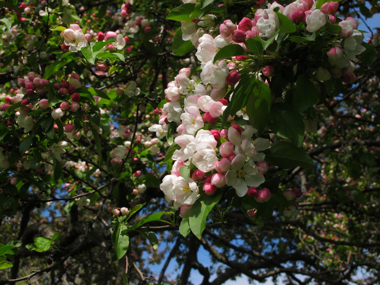 Flowers of Malus 'Donald Wyman'