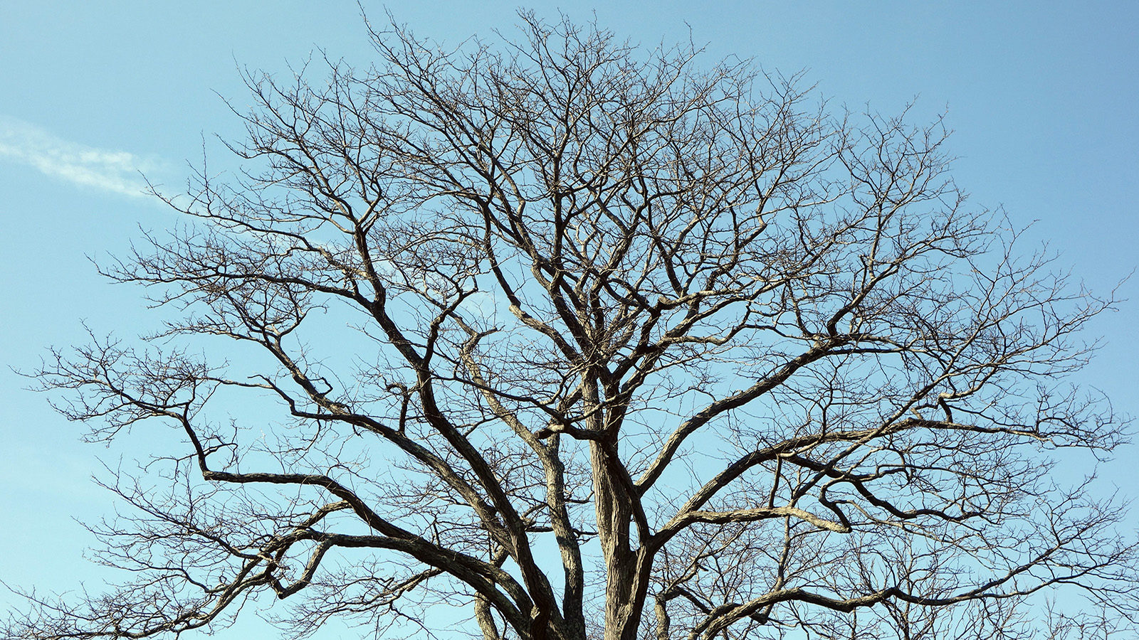 Gleditsia triacanthos 14681-A Friedman