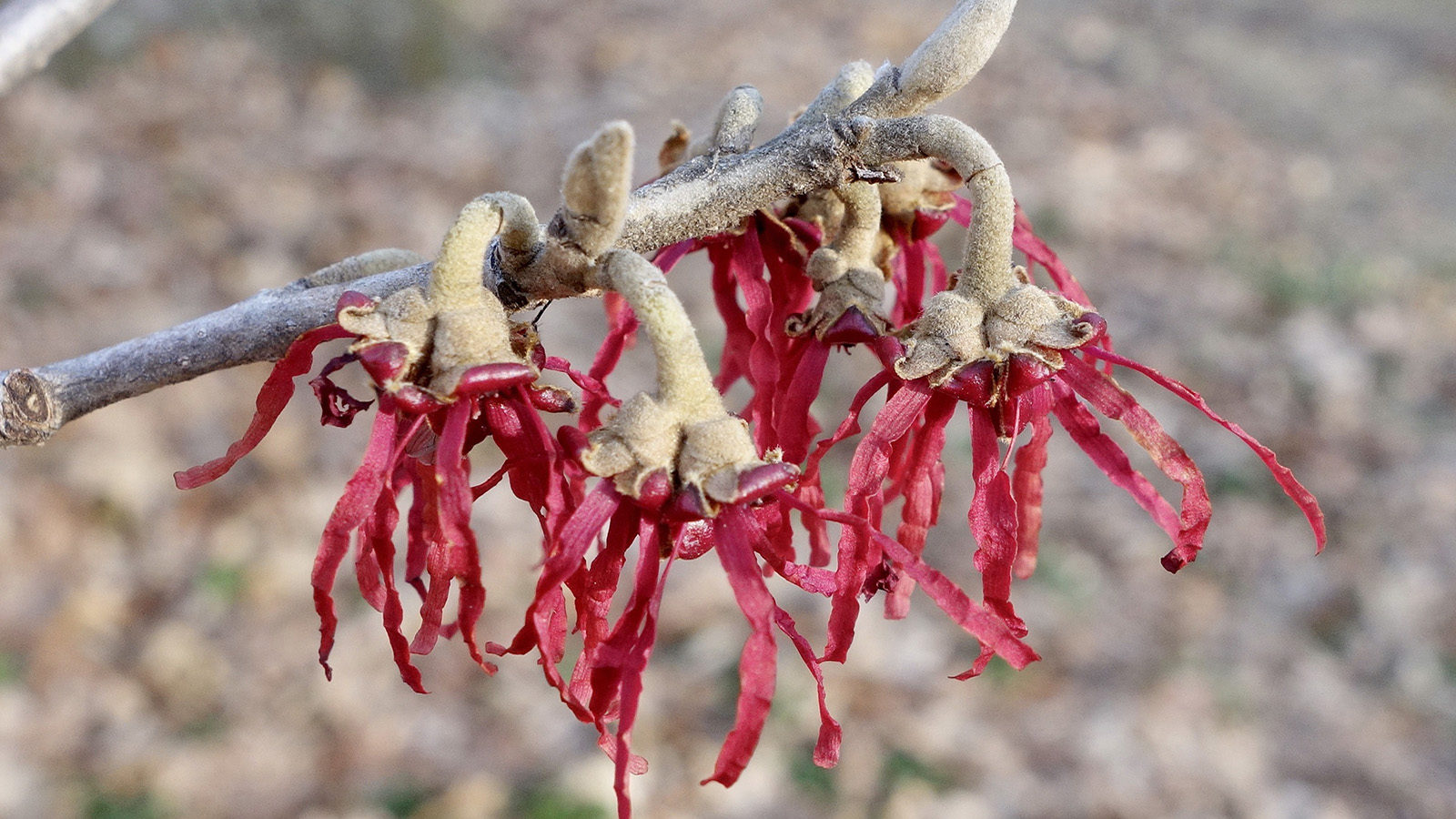 Hamamelis japonica 'tsukubana-kurenai' 838