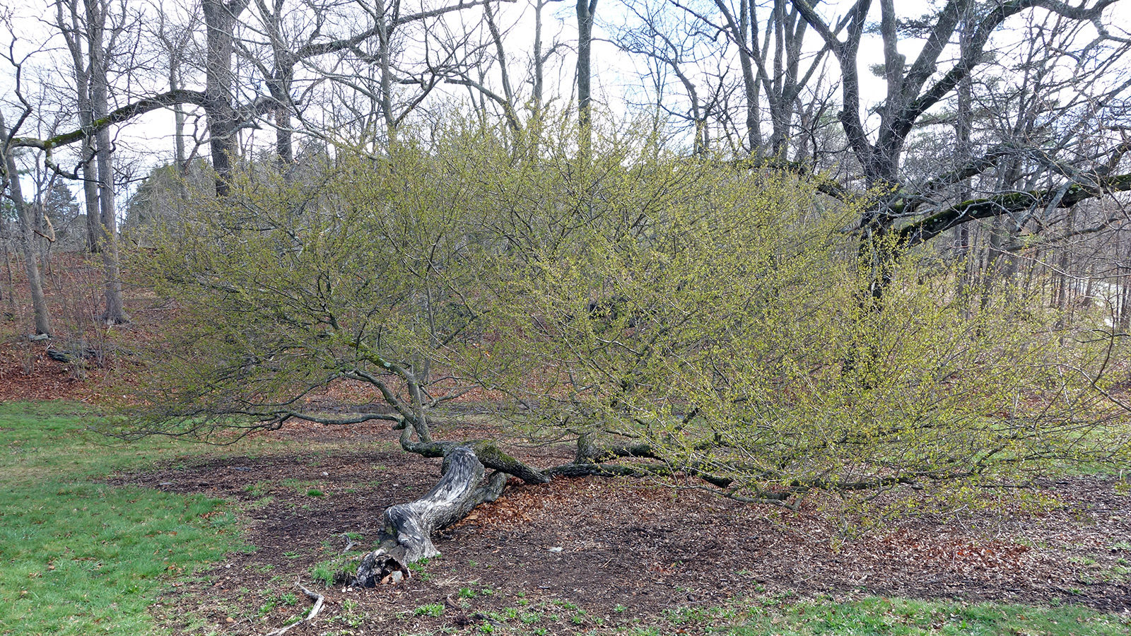 Malus halliana var. spontanea 10796-2-A Friedman