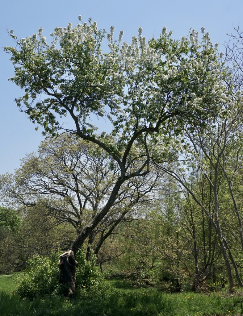 Original tree in May 2018 following severe damage due to Winter Storm Riley on March 3, 2018