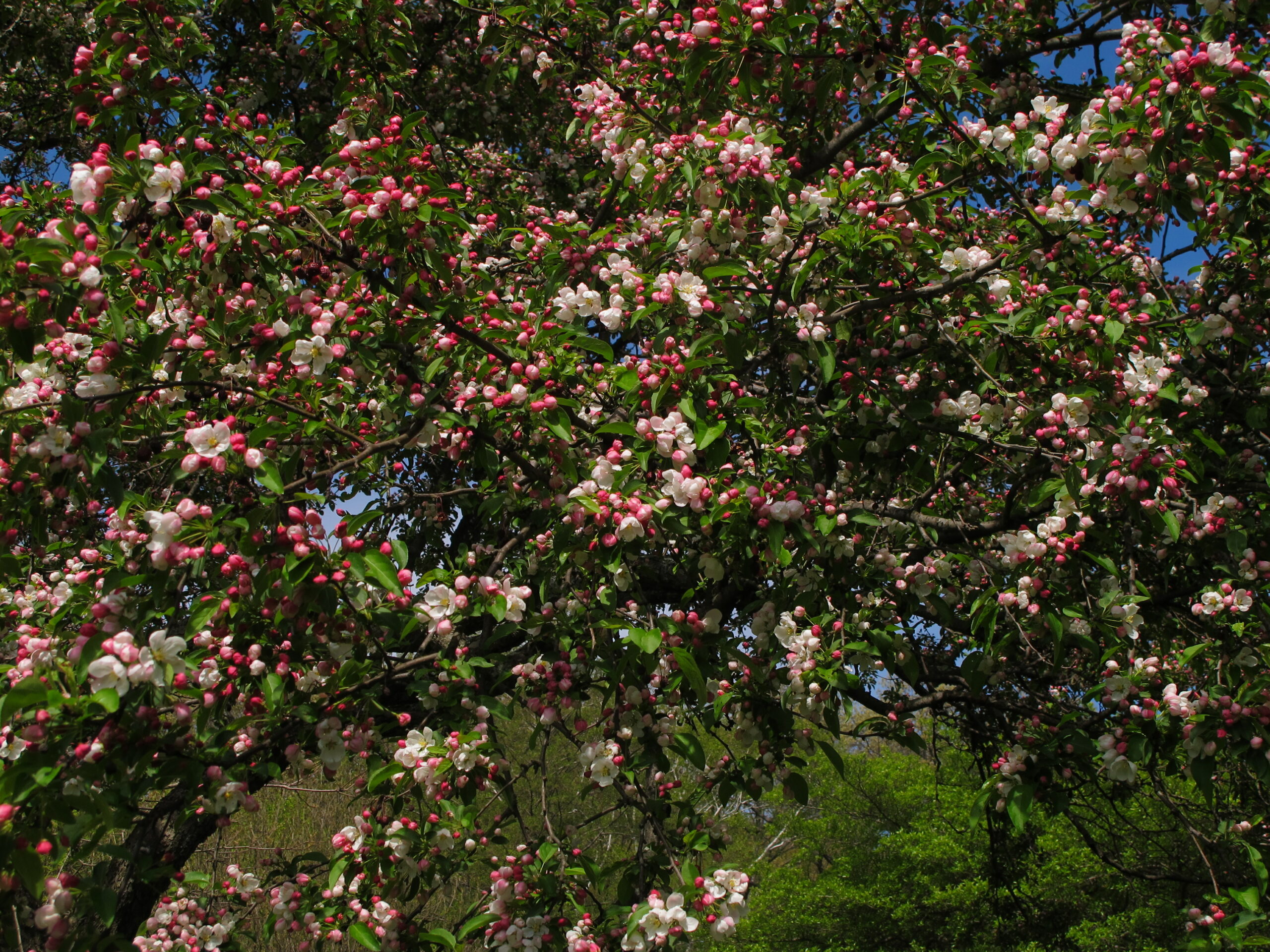 Malus 'Donald Wyman'