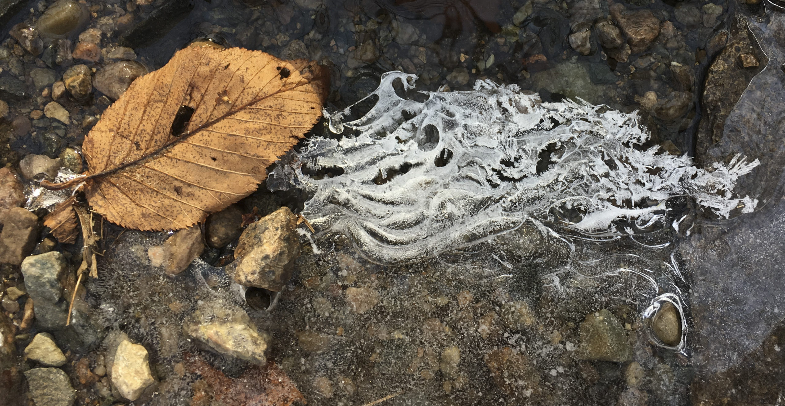 Leaf and seaweed under ice