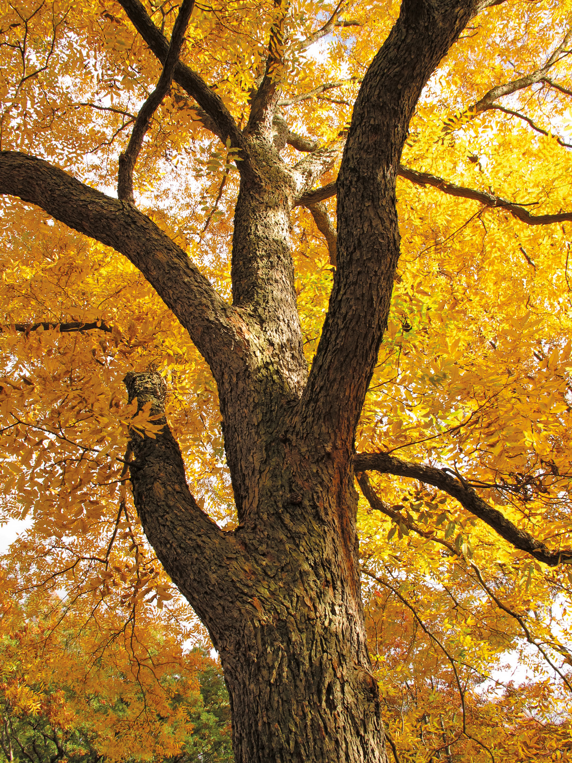 Pecan tree by Michael Dosmann