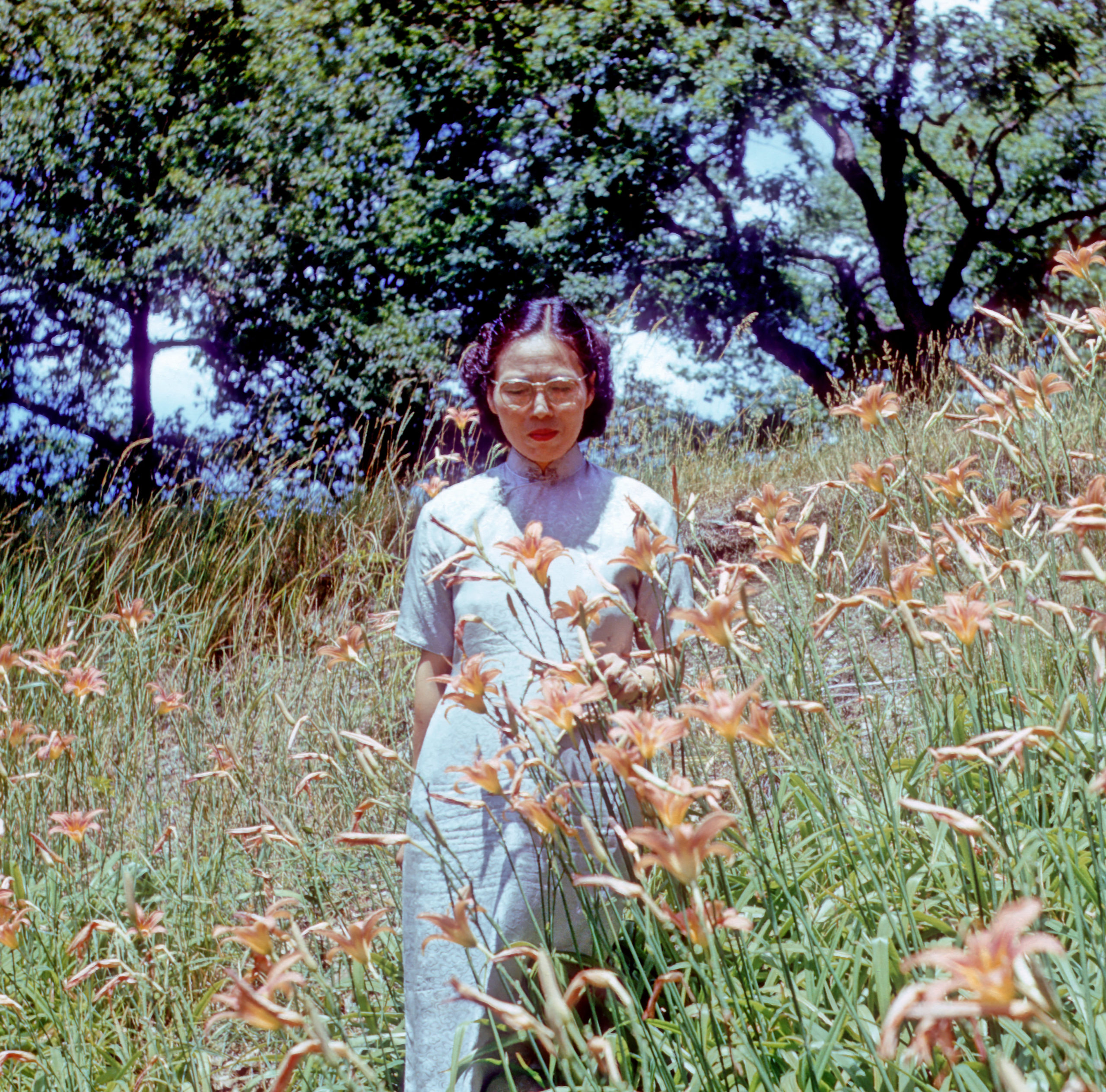 Dr. Shiu-Ying Hu standing in a field of daylilies, ca. 1955.