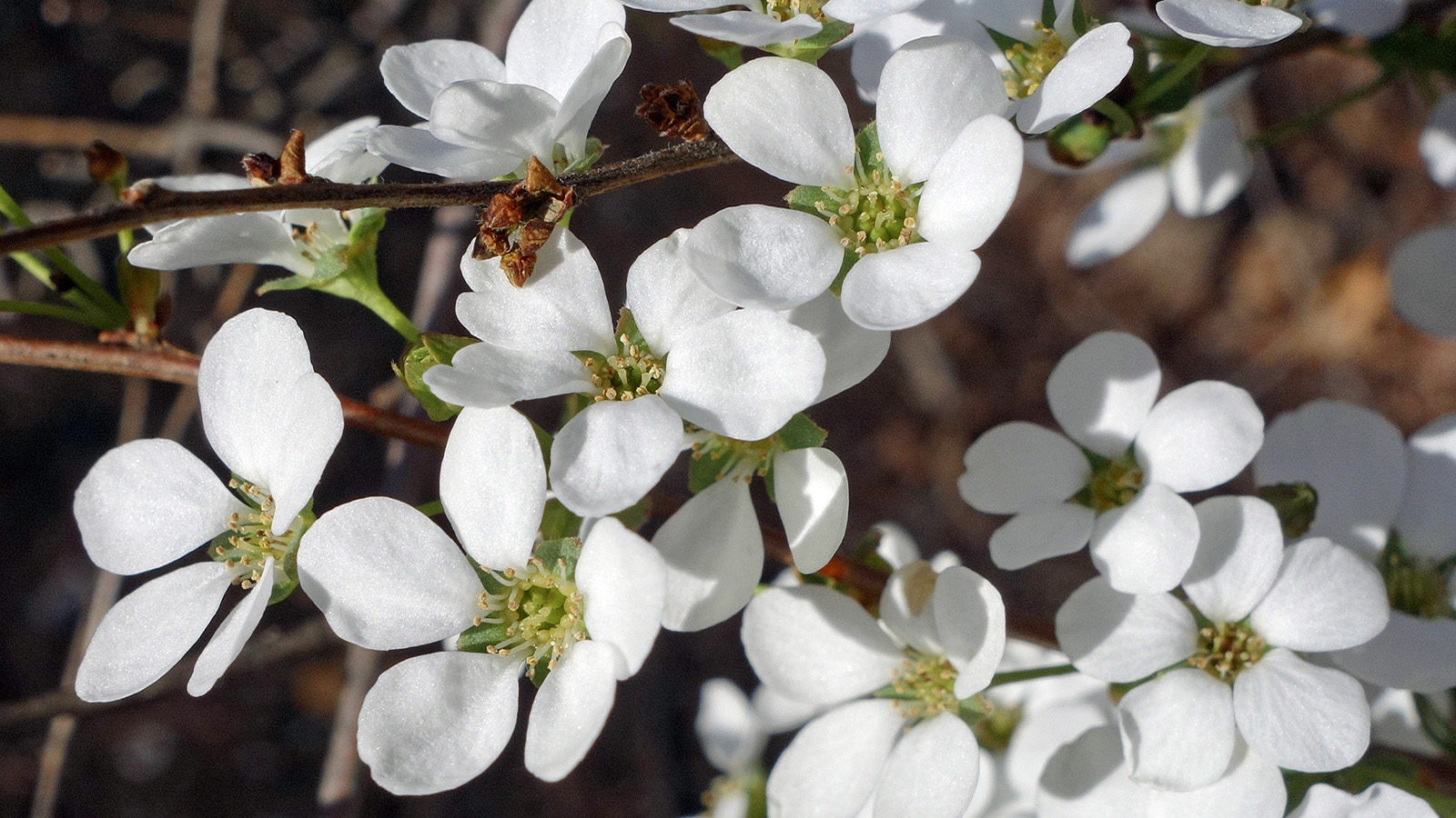 Spiraea prunifolia forma simpliciflora 18283-A Friedman