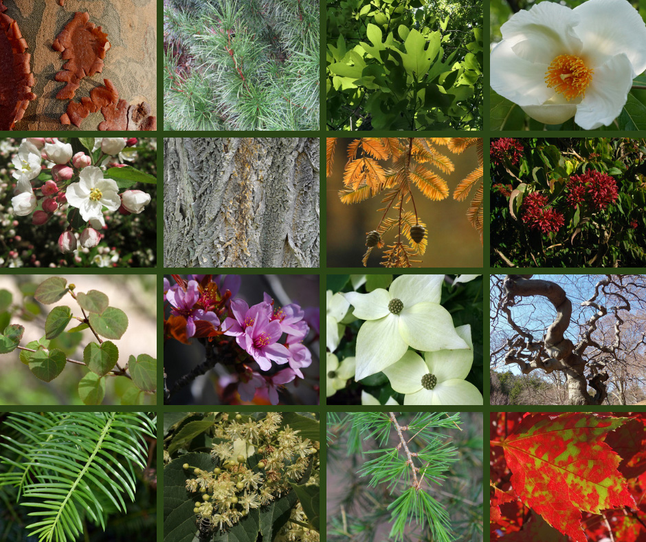 2021 Tournament of Trees Sweet Sixteen