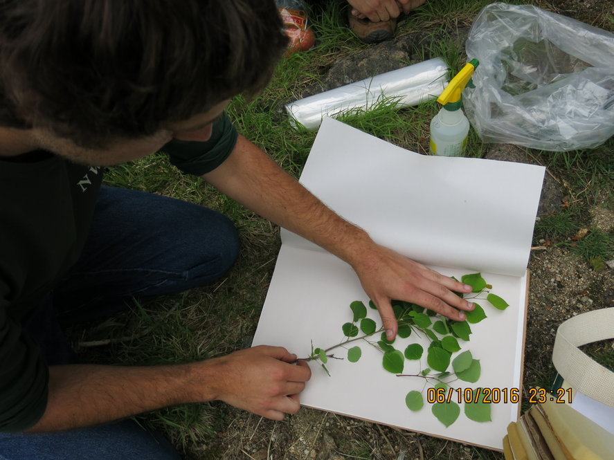 Hunnewell Interns learn how to prepare a herbarium voucher specimen, here of quaking aspen(Populus tremuloides).