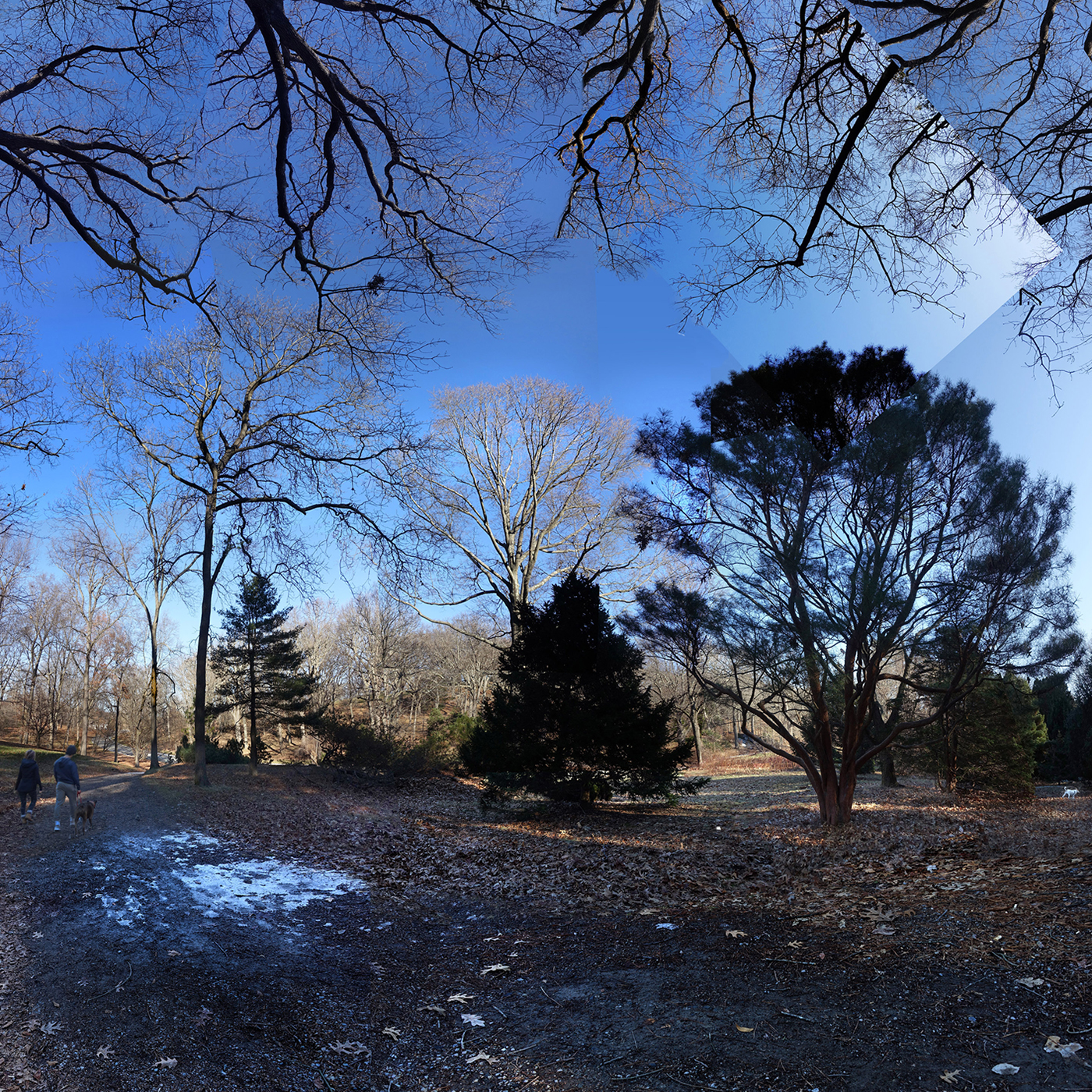 people with dog on path through winter trees