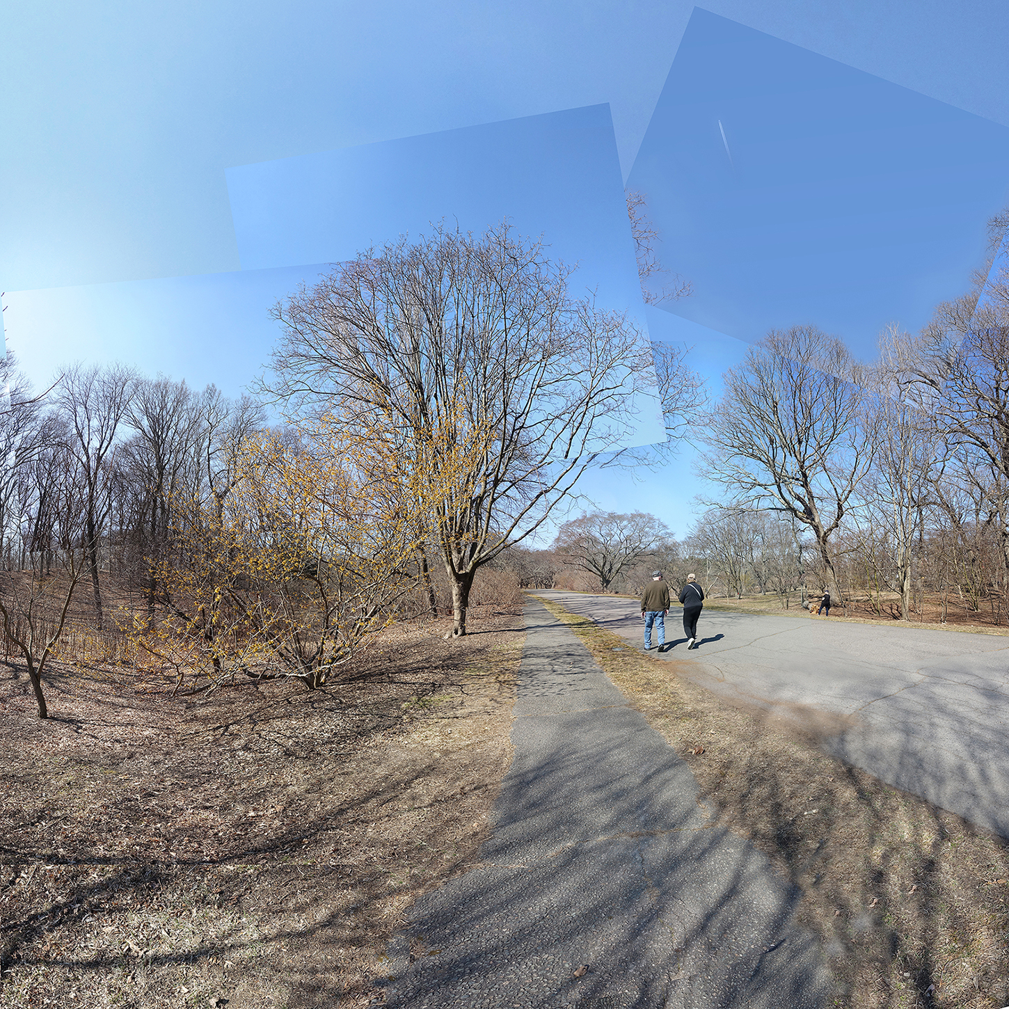 two persons walking on a road by trees in winter