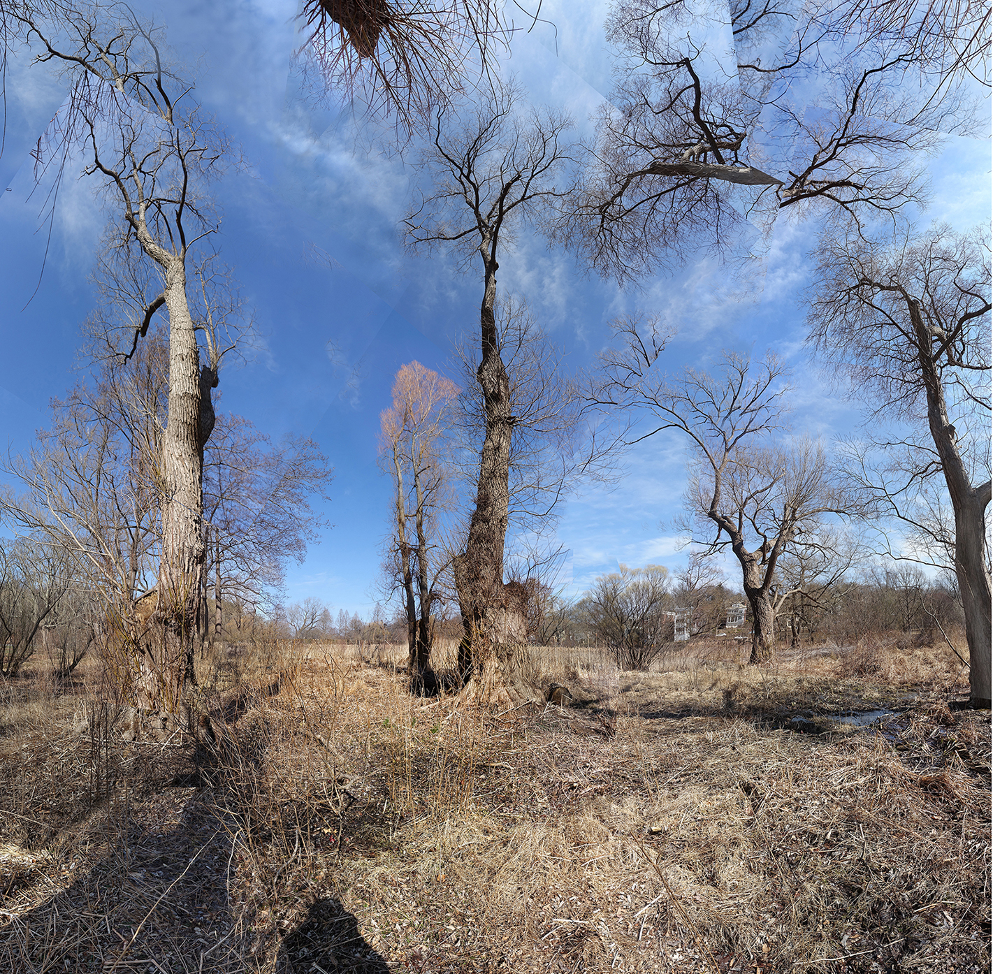 photo of bare winter trees in a marsh