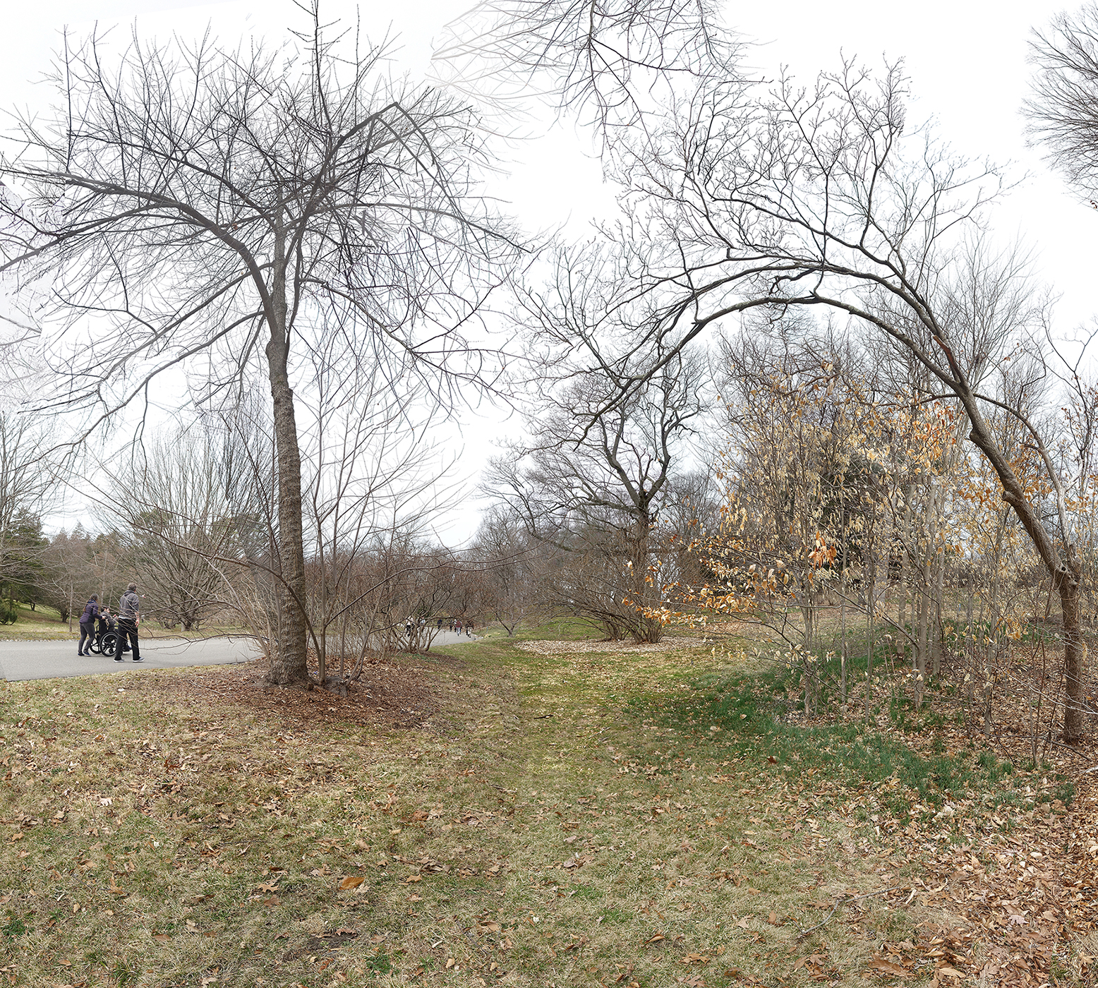 people on road beside bare trees