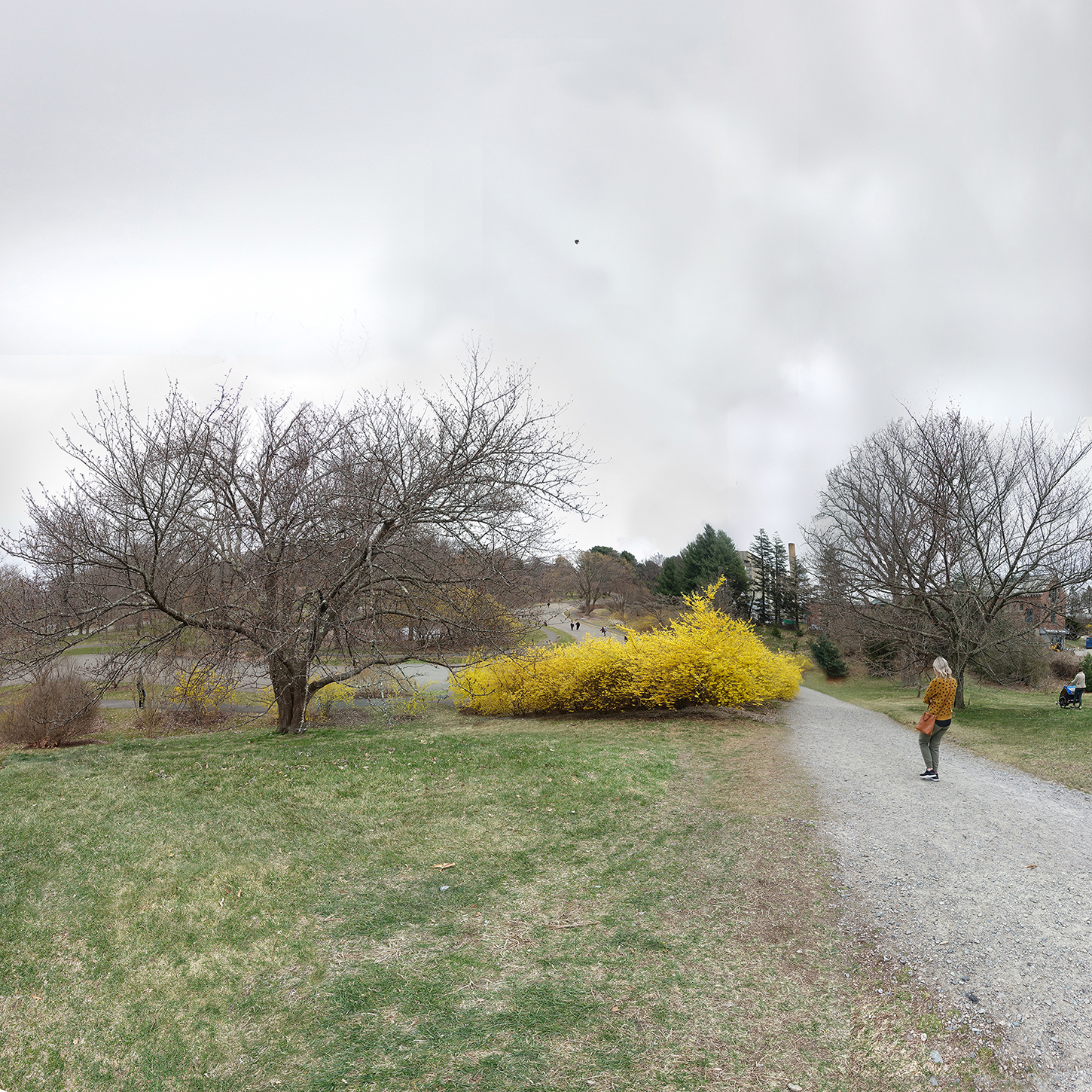 person on path with trees and people in distance and forsythia