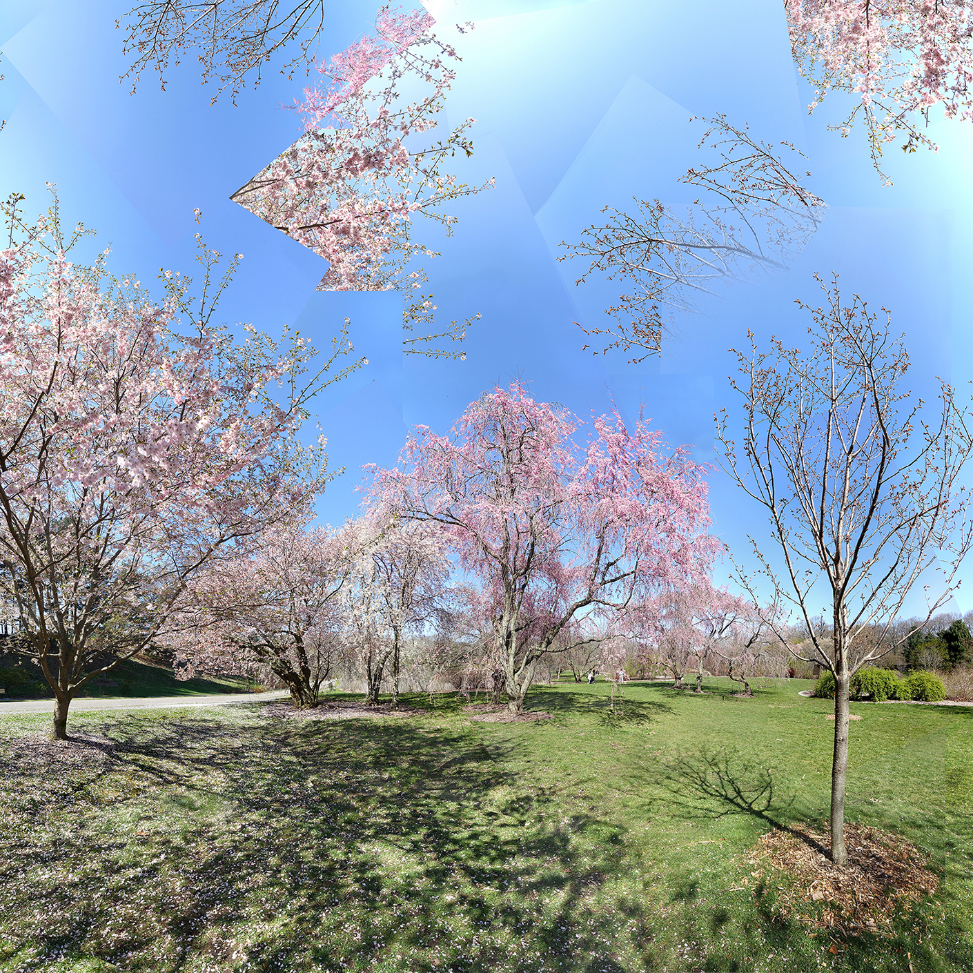 blooming trees in landscape