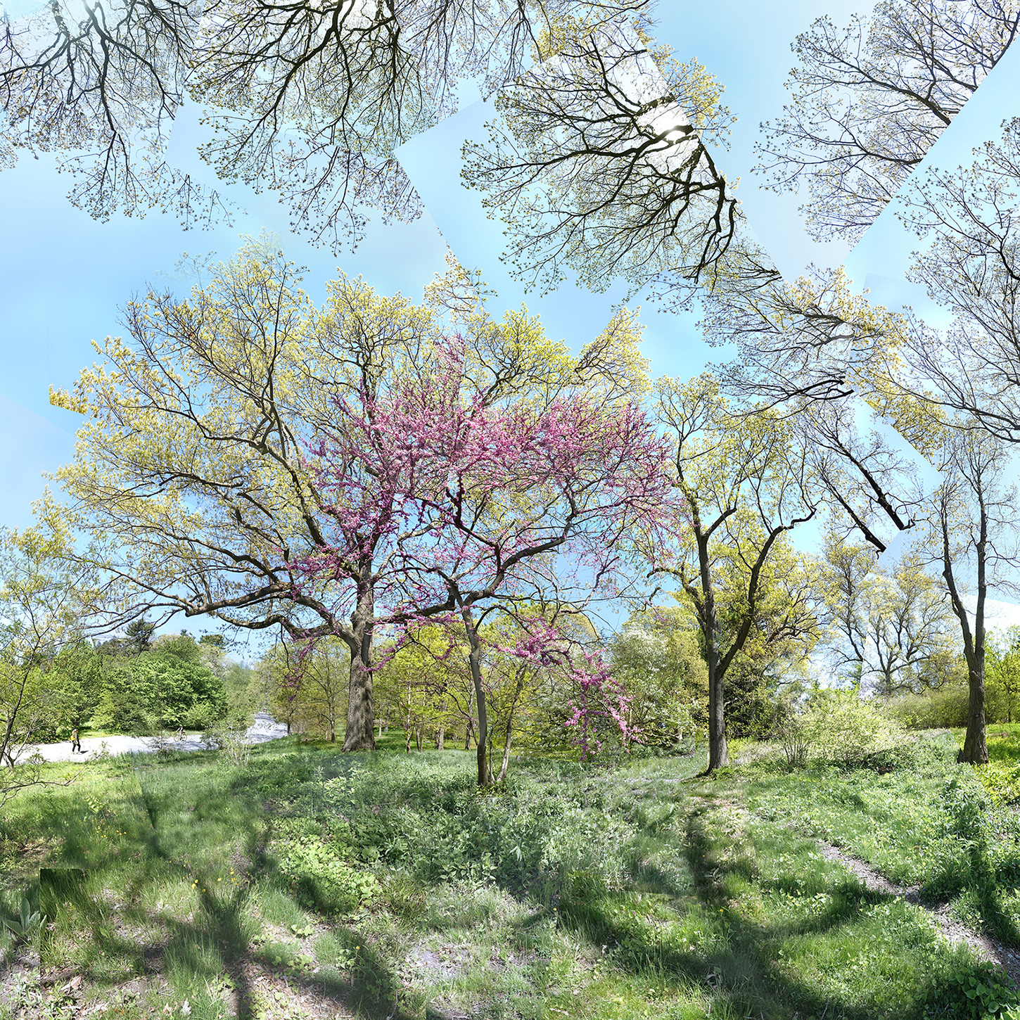 altered photo of trees in spring