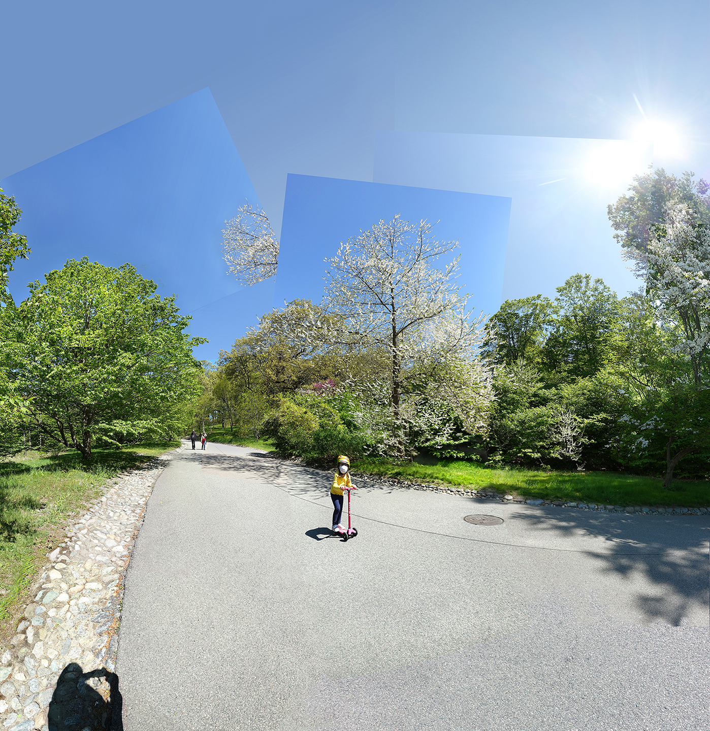 child on scooter on road by spring trees