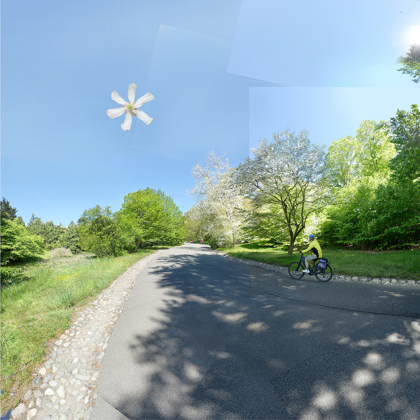 person on bike on road through trees with flower in the sky