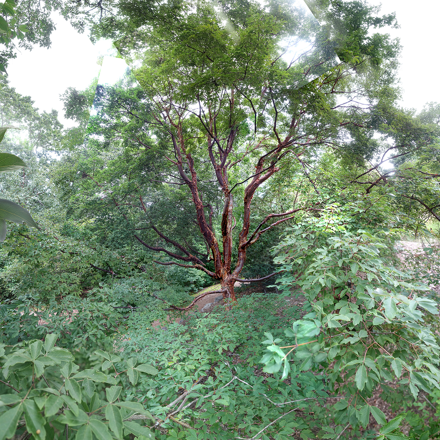 Tree with leaves and vines surrounding it