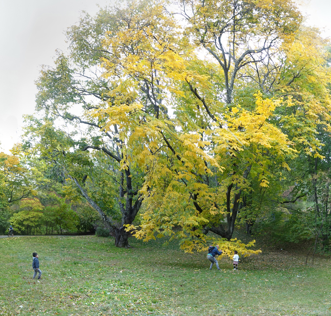 Photo detail with trees, adult and two children