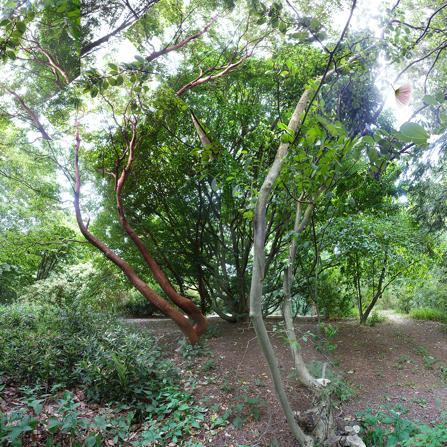 several trees and low shrubs