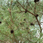 Pinus densiflora 477-57-B mature opened cones on tree.