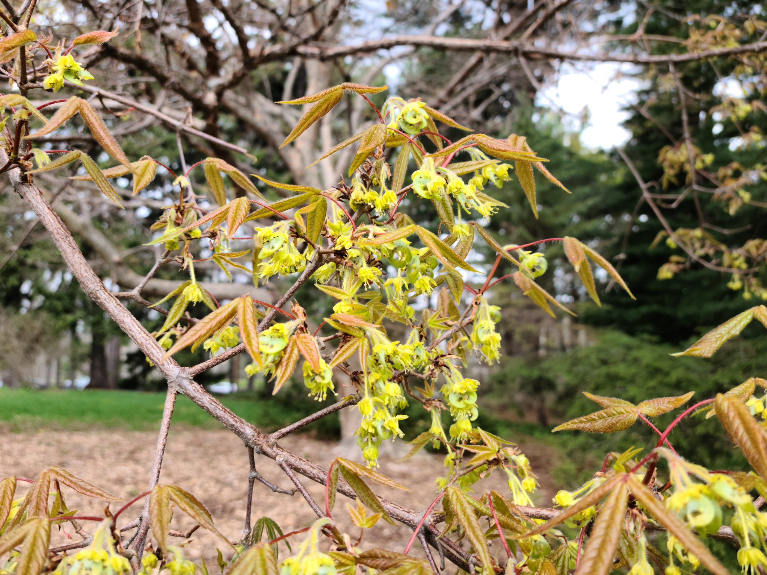Acer triflorum 97-77-A