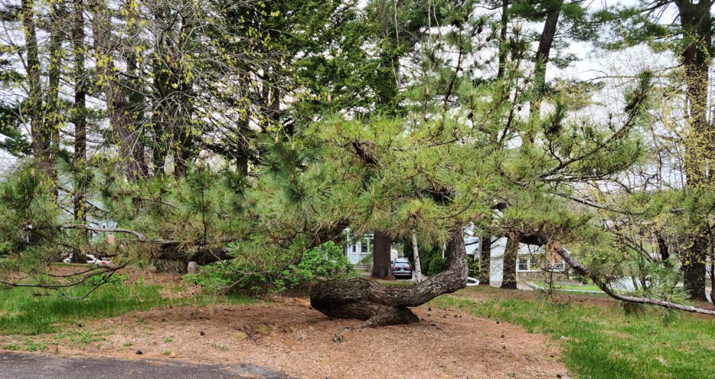 Pinus thunbergii 11371*O
