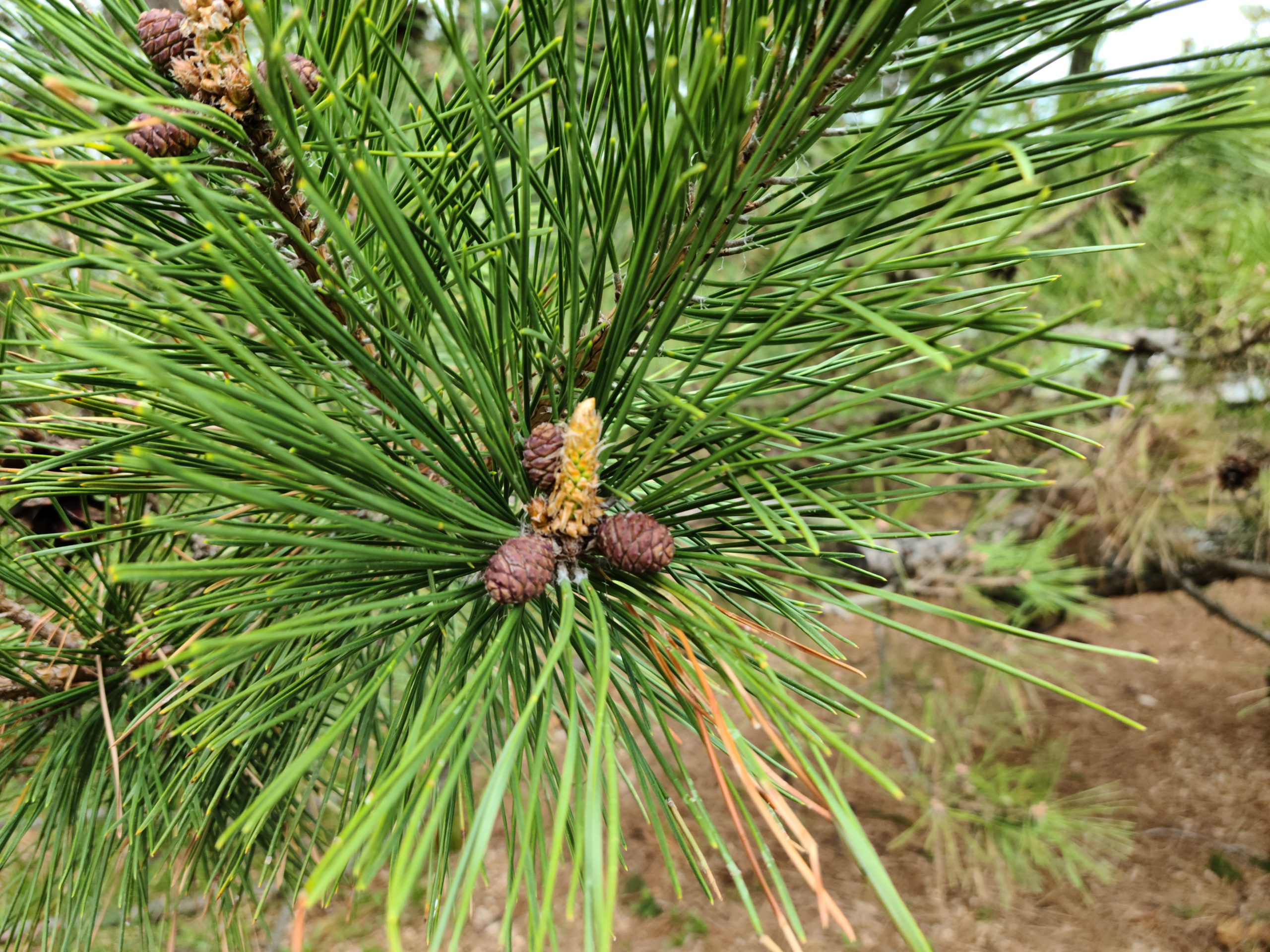 Pinus thunbergii 11371*O