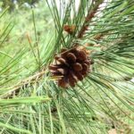 Pinus thunbergii 11371*O cone