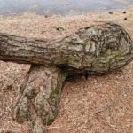 Pinus thunbergii 11371*O