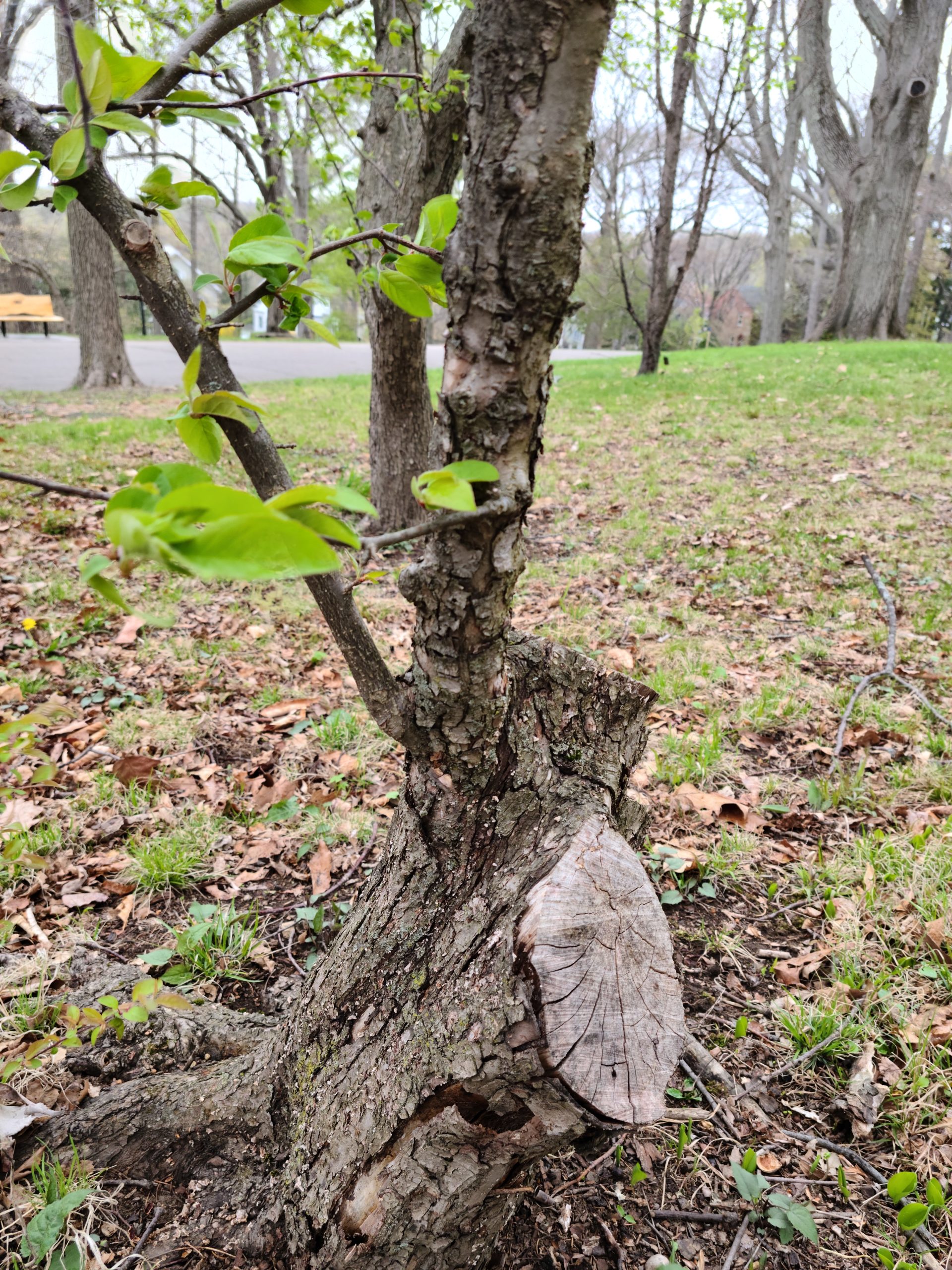 Malus fusca 525-81-C