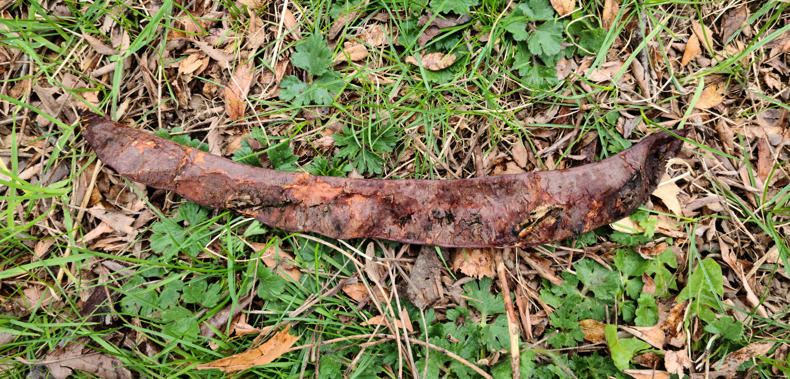 Gleditisia sinensis 491-93-C fallen pod.