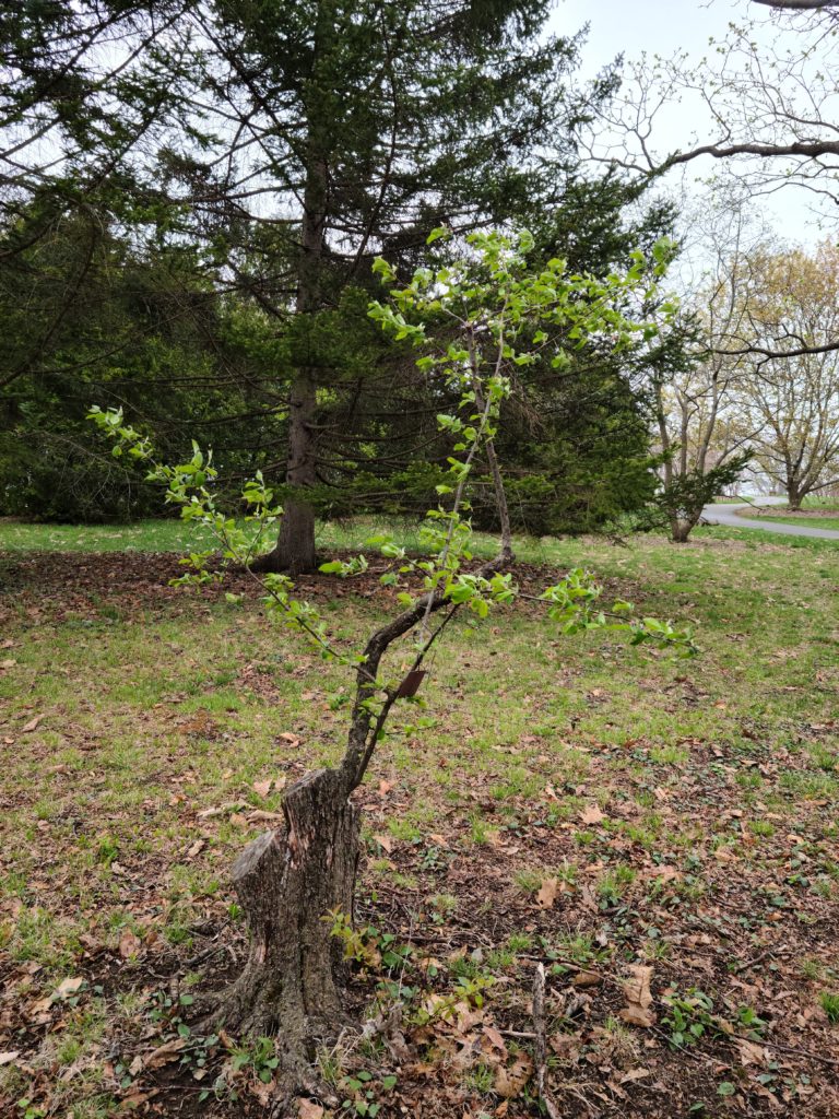 Malus fusca 525-81-C