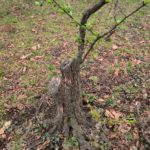 Malus fusca 525-81-C