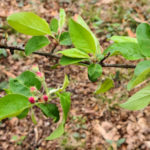 Malus fusca 525-81-C leaves and unopened flowers.