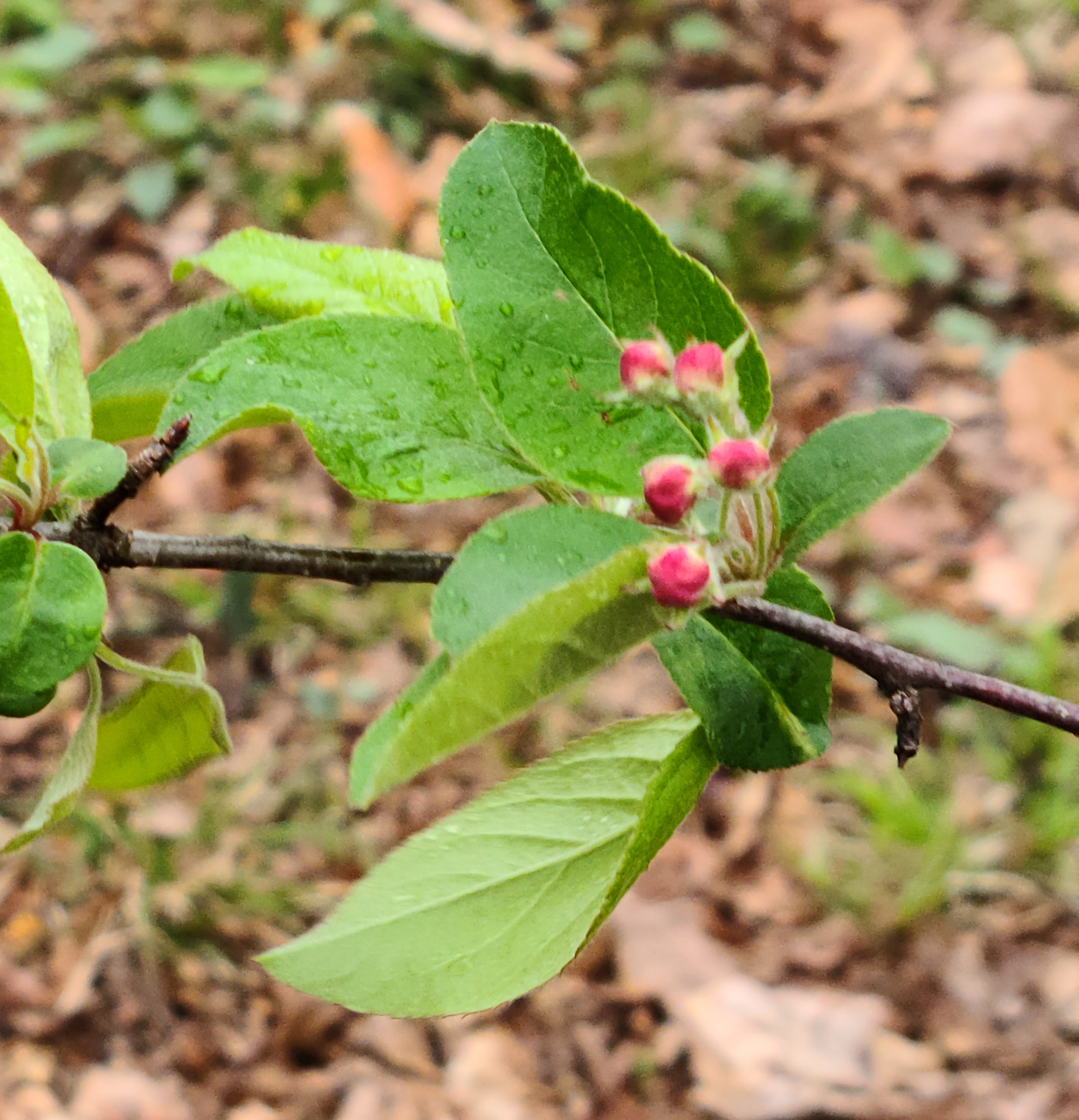 Malus fusca 525-82-C