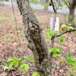 Malus fusca 525-81-C trunk injury.