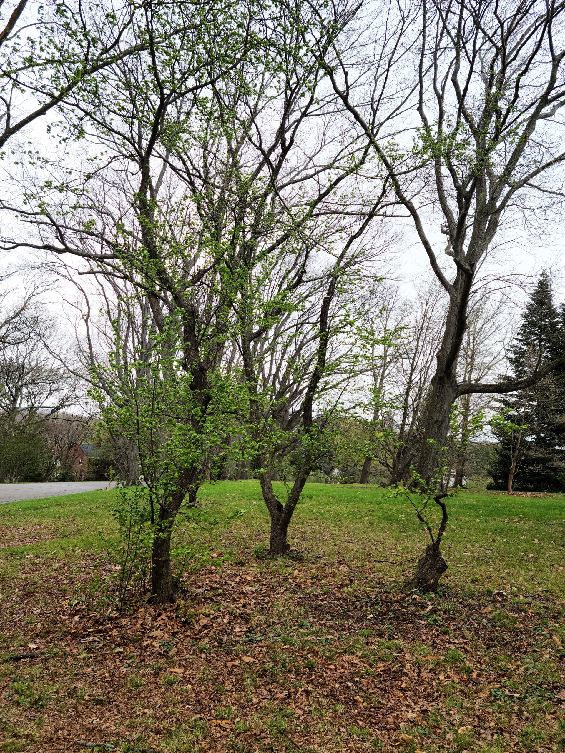 Malus fusca