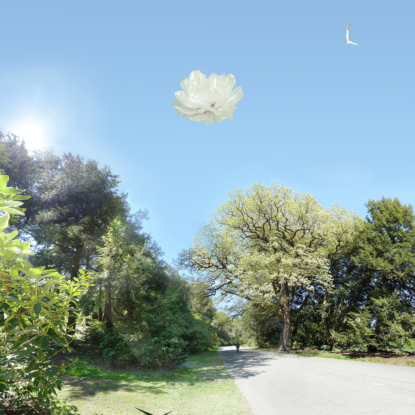 road with trees, sky with flower and bird