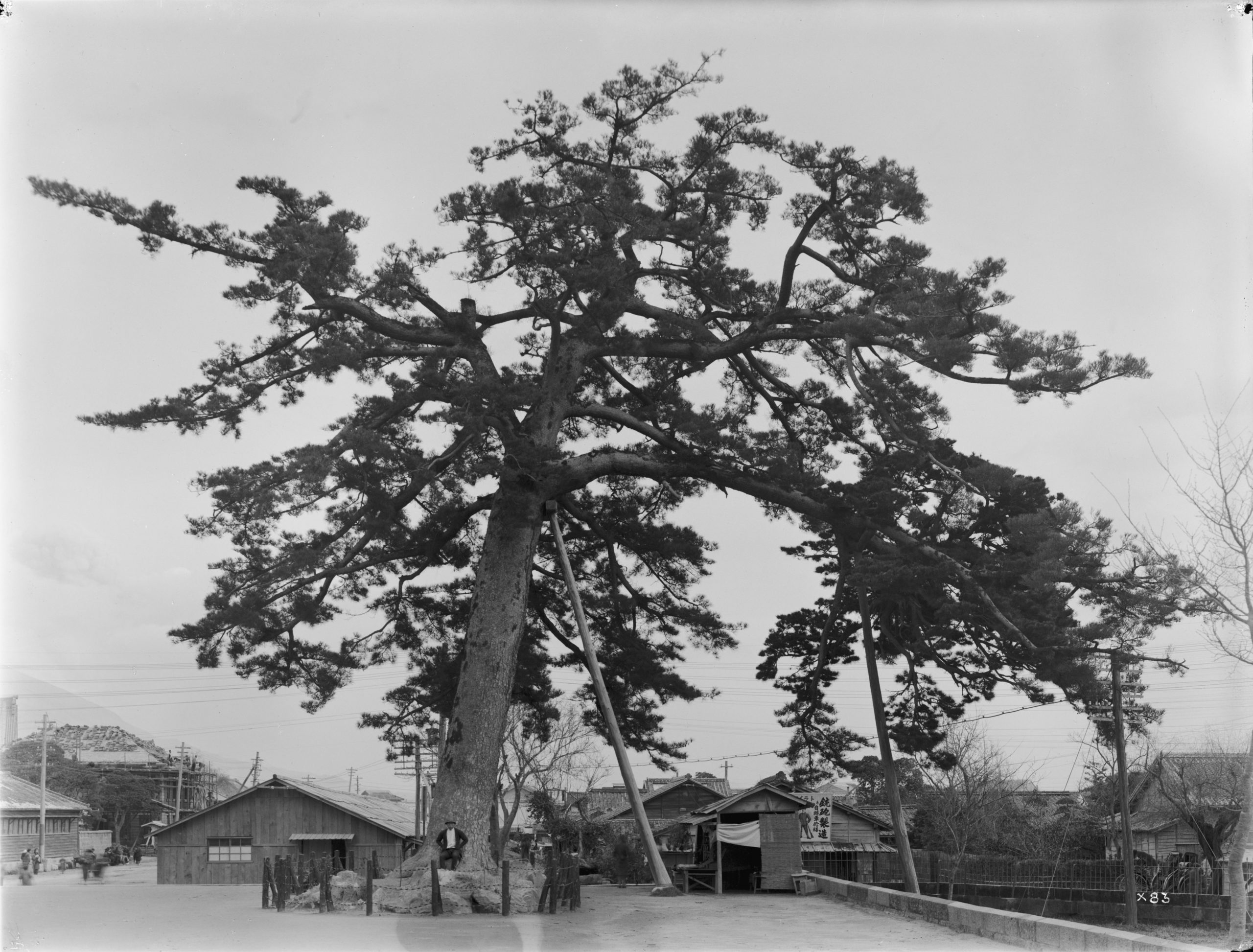 Pinus thunbergii Ernest Wilson, Kagoshima, Japan, 1914-03-03.