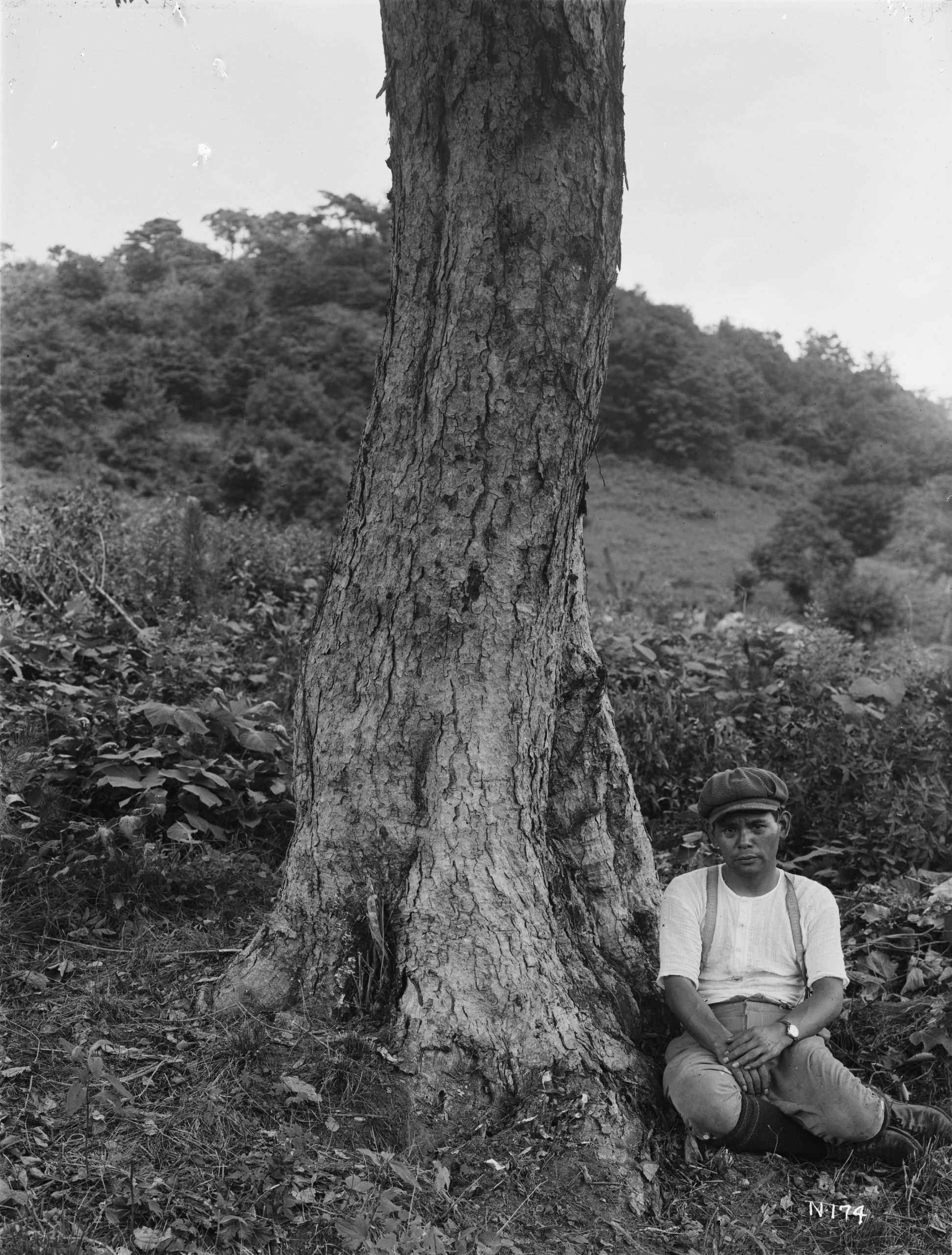 Ernest Wilson's assistant Mr. Morita sits beside a large Acer triflorum in Korea in July 1917.