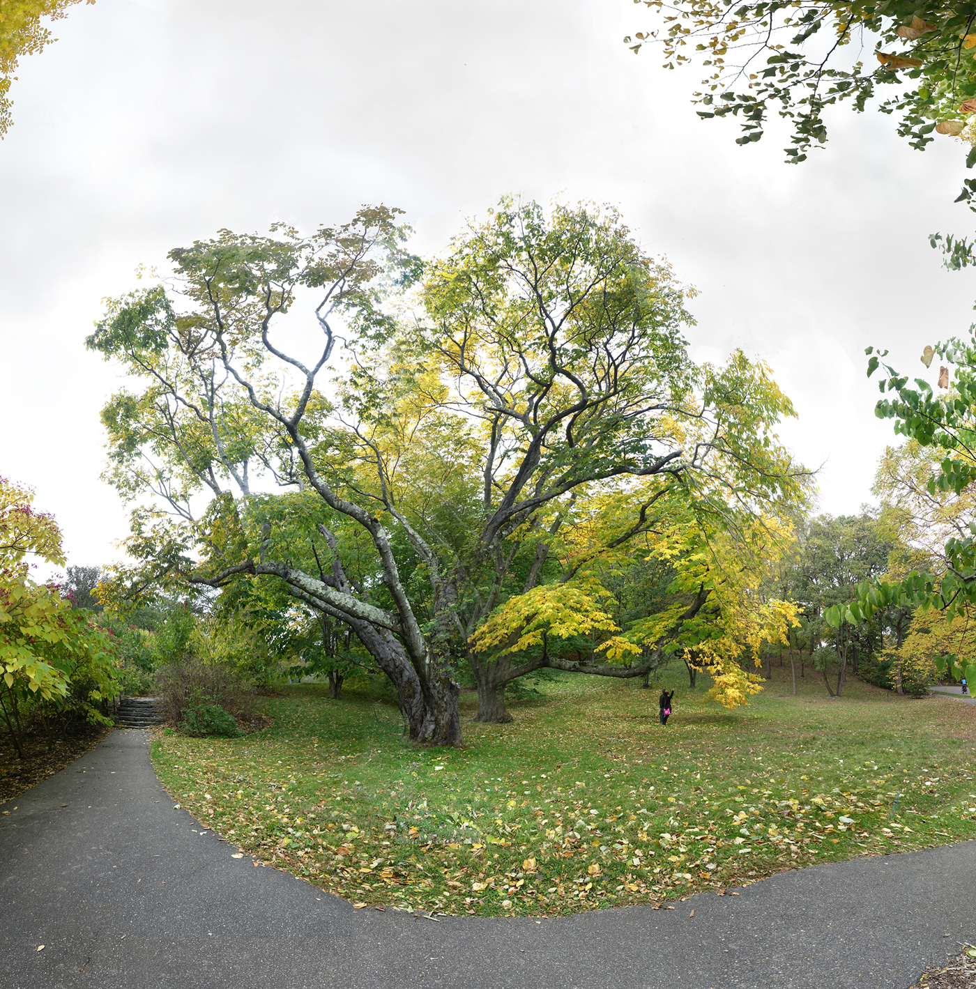 large tree with walkway round it and person