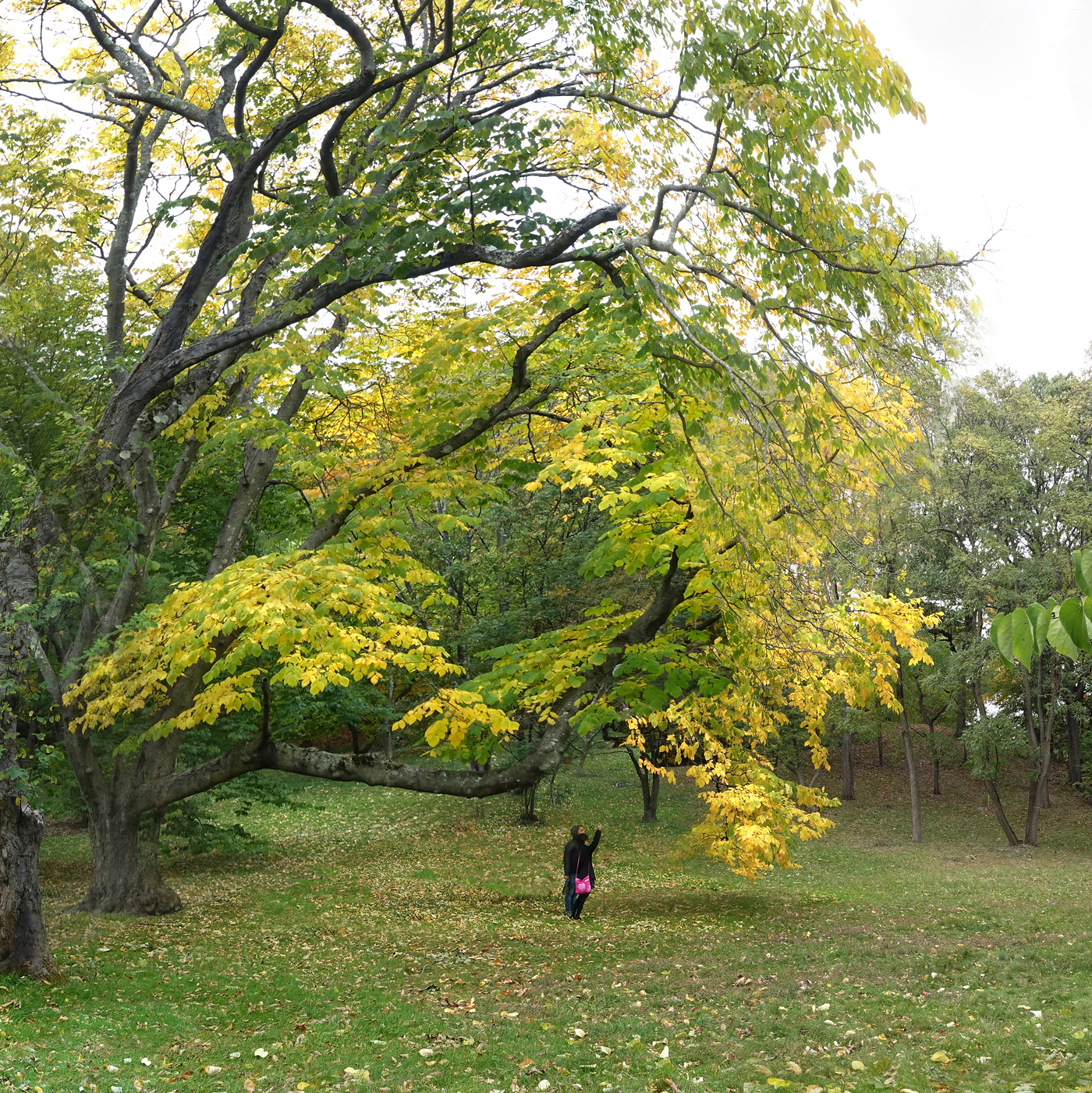 two persons under a large tree in fall