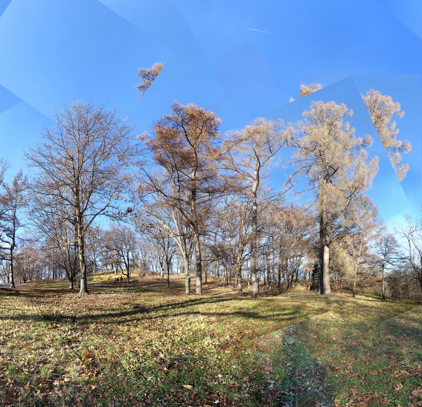 bare trees in the landscape