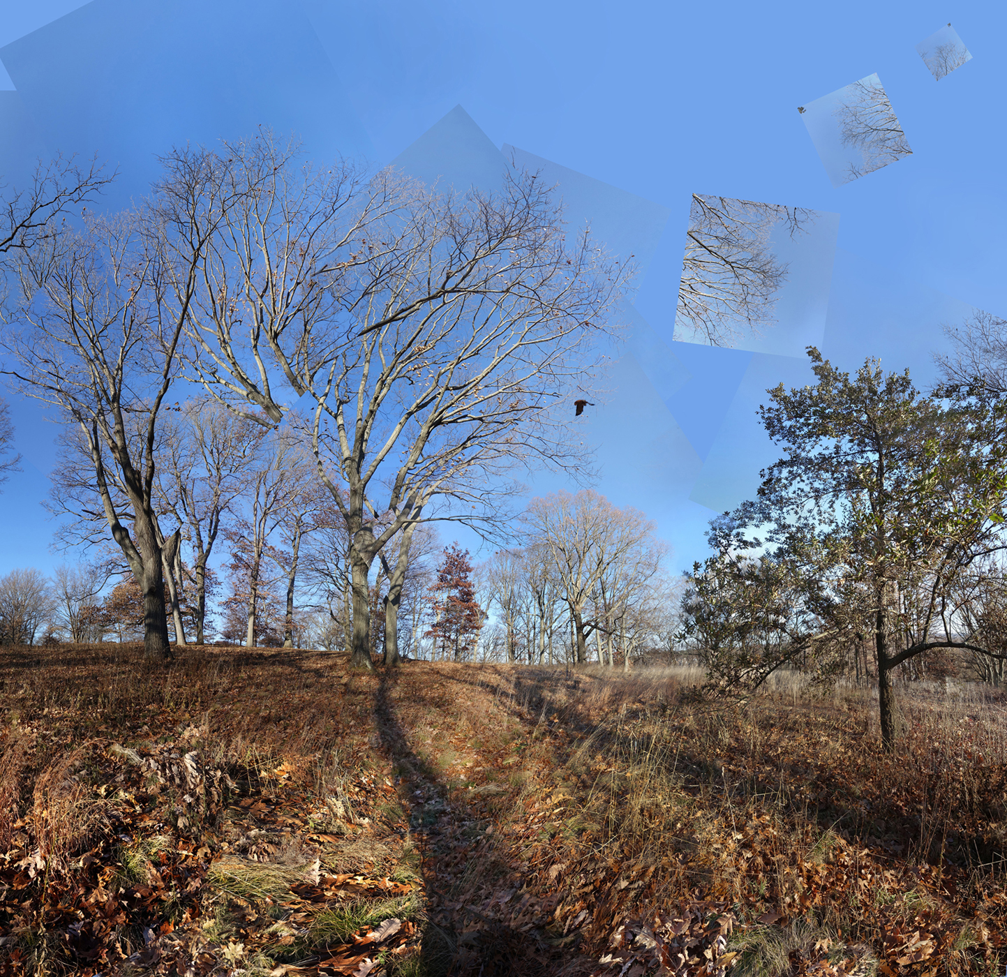 bare trees and grass